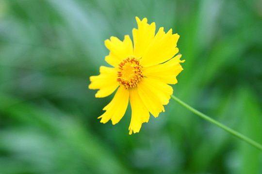 波斯菊