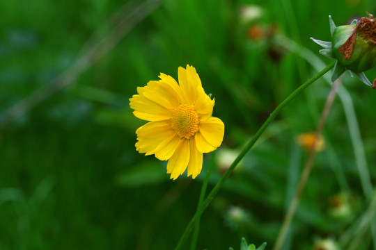 波斯菊