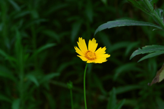 波斯菊