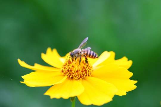 金雞菊