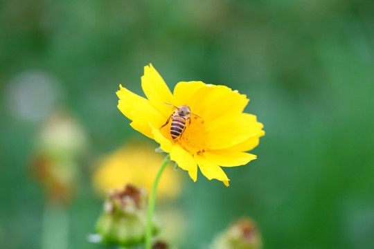 金鸡菊