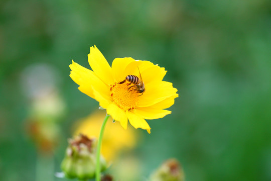 金雞菊