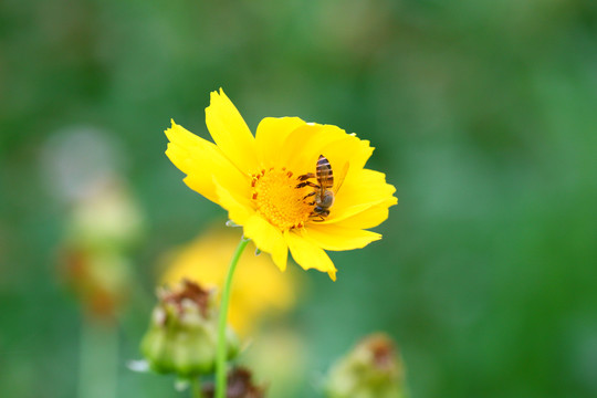 金鸡菊