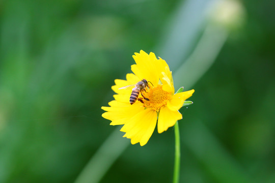 金鸡菊