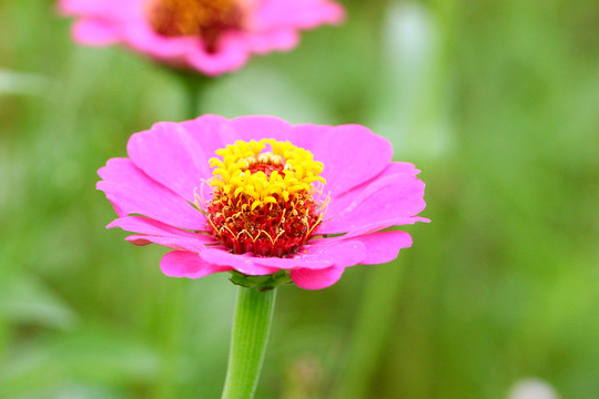 百日菊