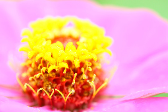 花蕊