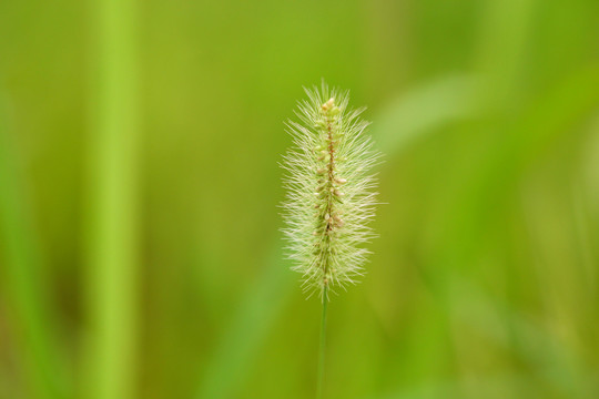 狗尾草