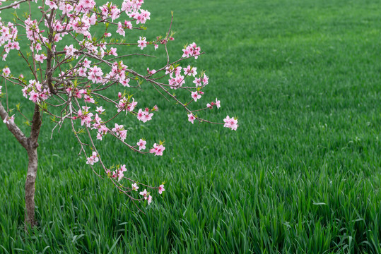 麦田