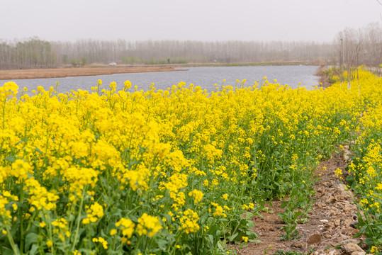 油菜花