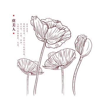 虞美人線稿