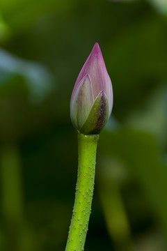 荷花花苞