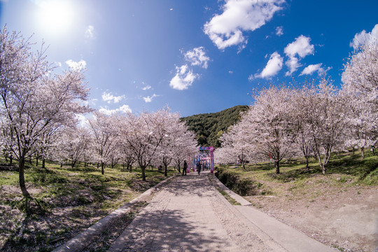 明媚樱花林