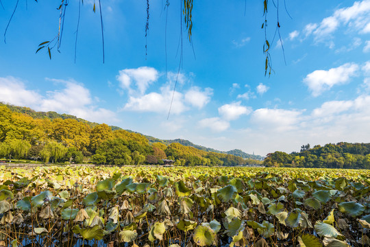 杭州西湖秋景残荷