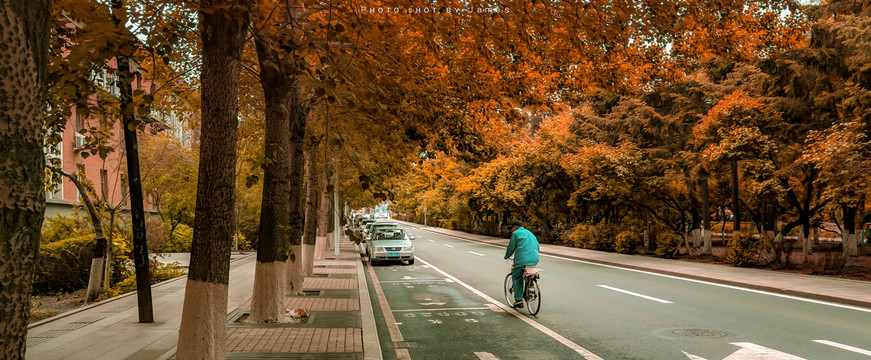 道路绿化秋景