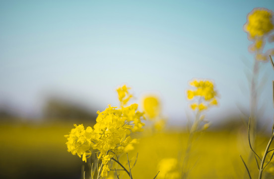 油菜花