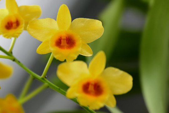 鼓槌石斛花特写