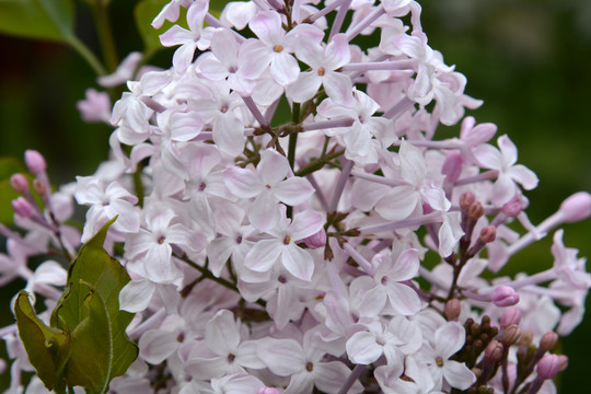 丁香花