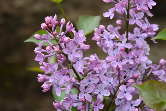 丁香花