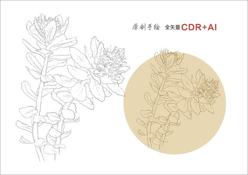 紅景天手繪紅景天線描