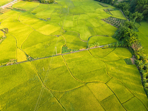 琼新村田野