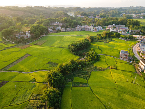 琼新村田野