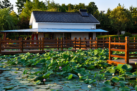 济宁南池公园