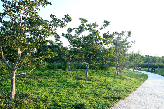 城市绿化休闲步道