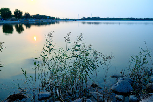 夕阳芦苇湖泊