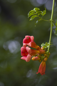 凌霄花