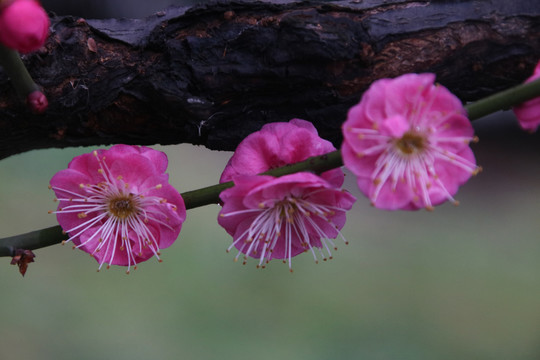 桃花