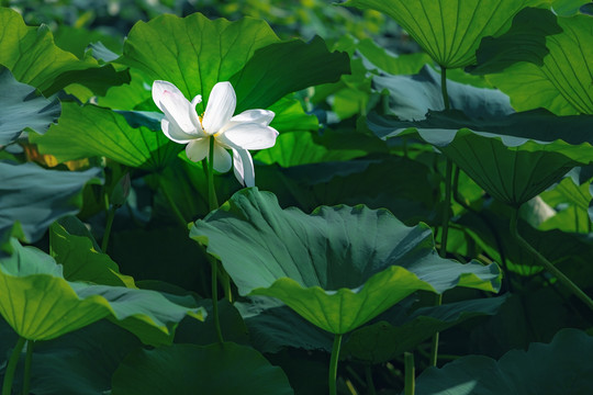 黄山湖荷花