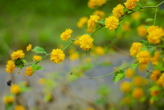 重瓣棣棠花