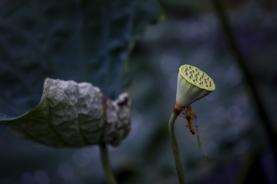 荷花