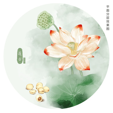 蓮子插畫