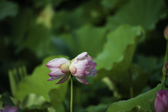 并蒂莲花