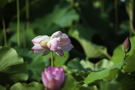 并蒂莲花