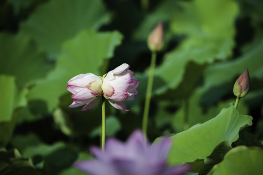 并蒂莲花