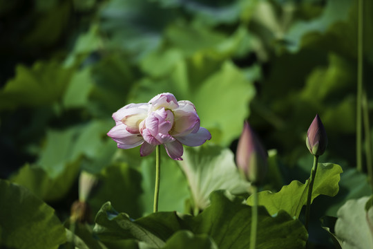 并蒂莲花