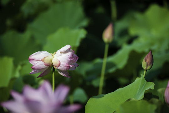 并蒂莲花