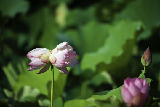 并蒂莲花