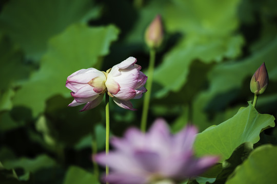 并蒂莲花