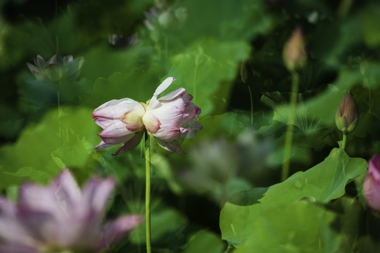 并蒂莲花