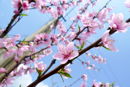 桃花特写