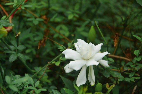 清新栀子花