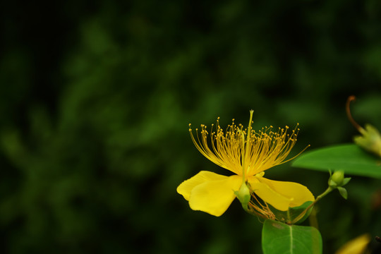 金丝桃花开