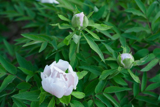 白色芍药花