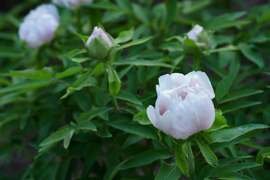 白色芍药花