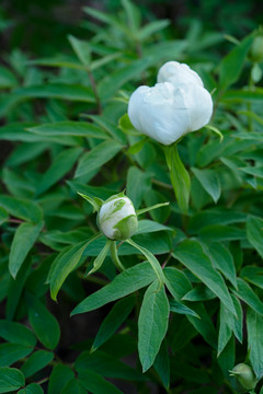 白色芍药花