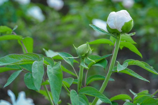 白色芍药花