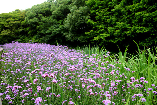 植被花园